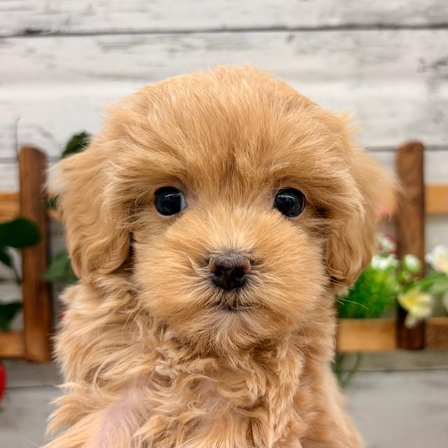 埼玉県のマルプー(マルチーズ×プードル) (かねだい所沢店/2025年11月6日生まれ/女の子/その他色)の子犬の4枚目の画像