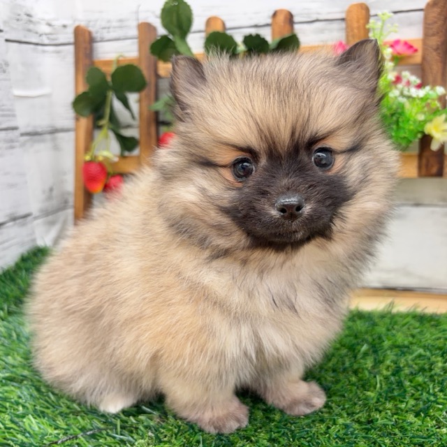 埼玉県のポメチワ/チワポメ/ポメチー(ポメラニアン×チワワ) (かねだい所沢店/2025年11月9日生まれ/女の子/フォーンセーブル)の子犬の1枚目の画像