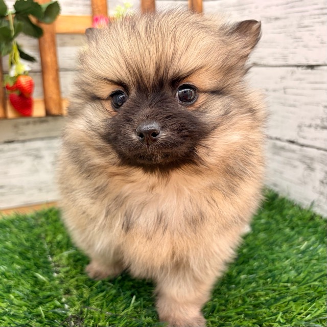 埼玉県のポメチワ/チワポメ/ポメチー(ポメラニアン×チワワ) (かねだい所沢店/2025年11月9日生まれ/女の子/フォーンセーブル)の子犬の2枚目の画像