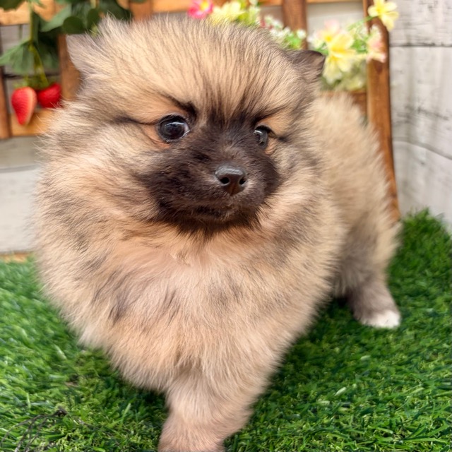 埼玉県のポメチワ/チワポメ/ポメチー(ポメラニアン×チワワ) (かねだい所沢店/2025年11月9日生まれ/女の子/フォーンセーブル)の子犬の3枚目の画像