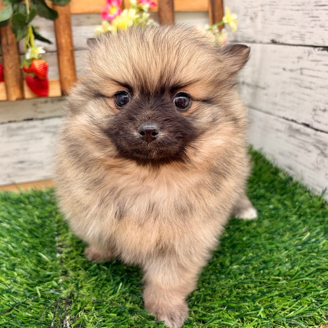 埼玉県のポメチワ/チワポメ/ポメチー(ポメラニアン×チワワ) (かねだい所沢店/2025年11月9日生まれ/女の子/フォーンセーブル)の子犬の4枚目の画像