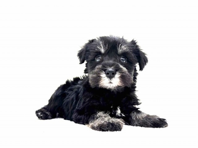 東京都のミニチュアシュナウザー (かねだい本町田店/2025年11月7日生まれ/男の子/ブラックシルバー)の子犬の1枚目の画像