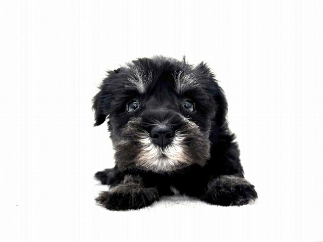 東京都のミニチュアシュナウザー (かねだい本町田店/2025年11月7日生まれ/男の子/ブラックシルバー)の子犬の2枚目の画像