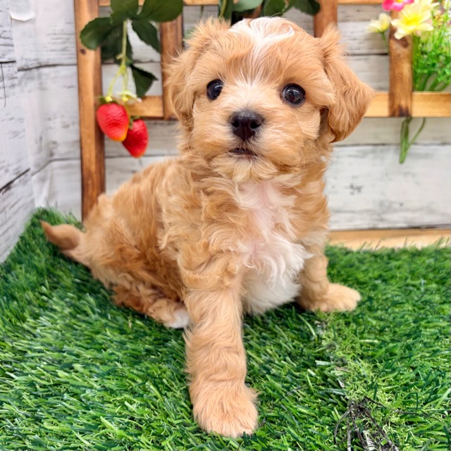 埼玉県のマルプー(マルチーズ×プードル) (かねだい所沢店/2025年11月9日生まれ/男の子/その他色)の子犬の1枚目の画像