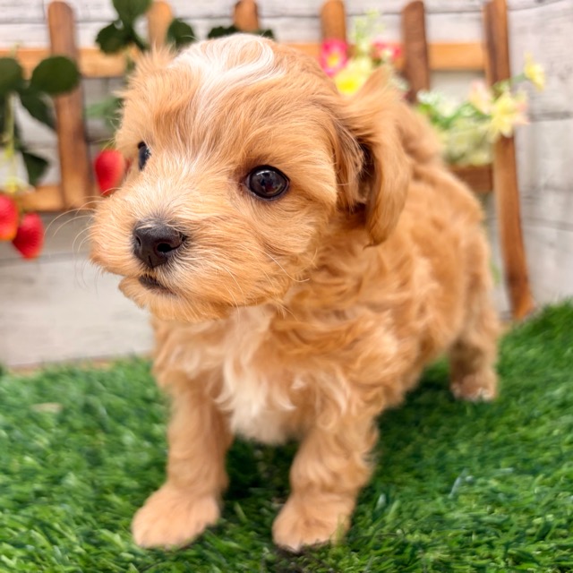 埼玉県のマルプー(マルチーズ×プードル) (かねだい所沢店/2025年11月9日生まれ/男の子/その他色)の子犬の3枚目の画像