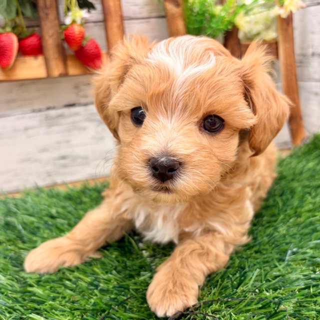 埼玉県のマルプー(マルチーズ×プードル) (かねだい所沢店/2025年11月9日生まれ/男の子/その他色)の子犬の4枚目の画像