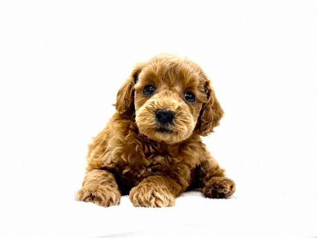 東京都のトイプードル(トイ) (かねだい本町田店/2025年11月8日生まれ/女の子/レッド)の子犬の1枚目の画像