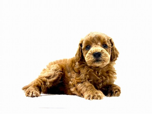 東京都のトイプードル(トイ) (かねだい本町田店/2025年11月8日生まれ/女の子/レッド)の子犬の2枚目の画像