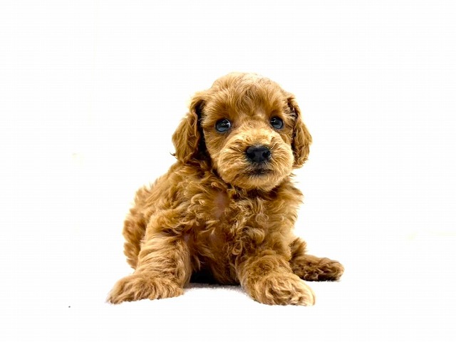 東京都のトイプードル(トイ) (かねだい本町田店/2025年11月8日生まれ/女の子/レッド)の子犬の4枚目の画像