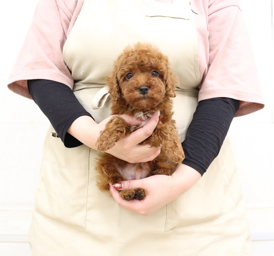 神奈川県のトイプードル(トイ) (かねだい伊勢原店/2025年11月8日生まれ/男の子/レッド)の子犬