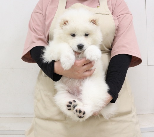 神奈川県のサモエド (かねだい伊勢原店/2025年11月6日生まれ/女の子/ホワイト)の子犬