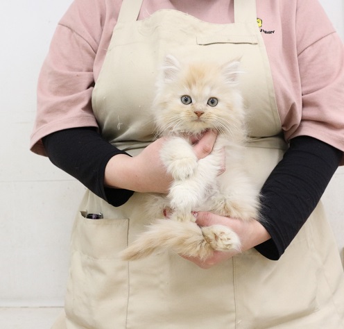 神奈川県のミヌエット (かねだい伊勢原店/2025年11月6日生まれ/男の子/クリームタビー)の子猫