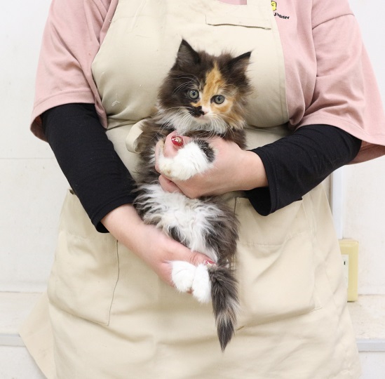 神奈川県のラパーマ (かねだい伊勢原店/2025年11月3日生まれ/女の子/キャリコ)の子猫