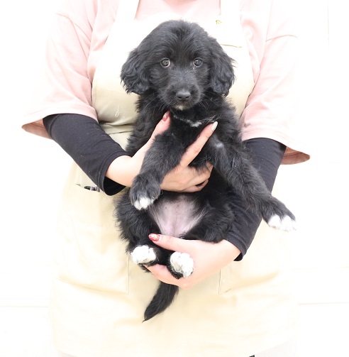 神奈川県のMIX犬（スタンダードプードル×ゴールデンレトリーバー） (かねだい伊勢原店/2025年11月8日生まれ/女の子/ブラック)の子犬