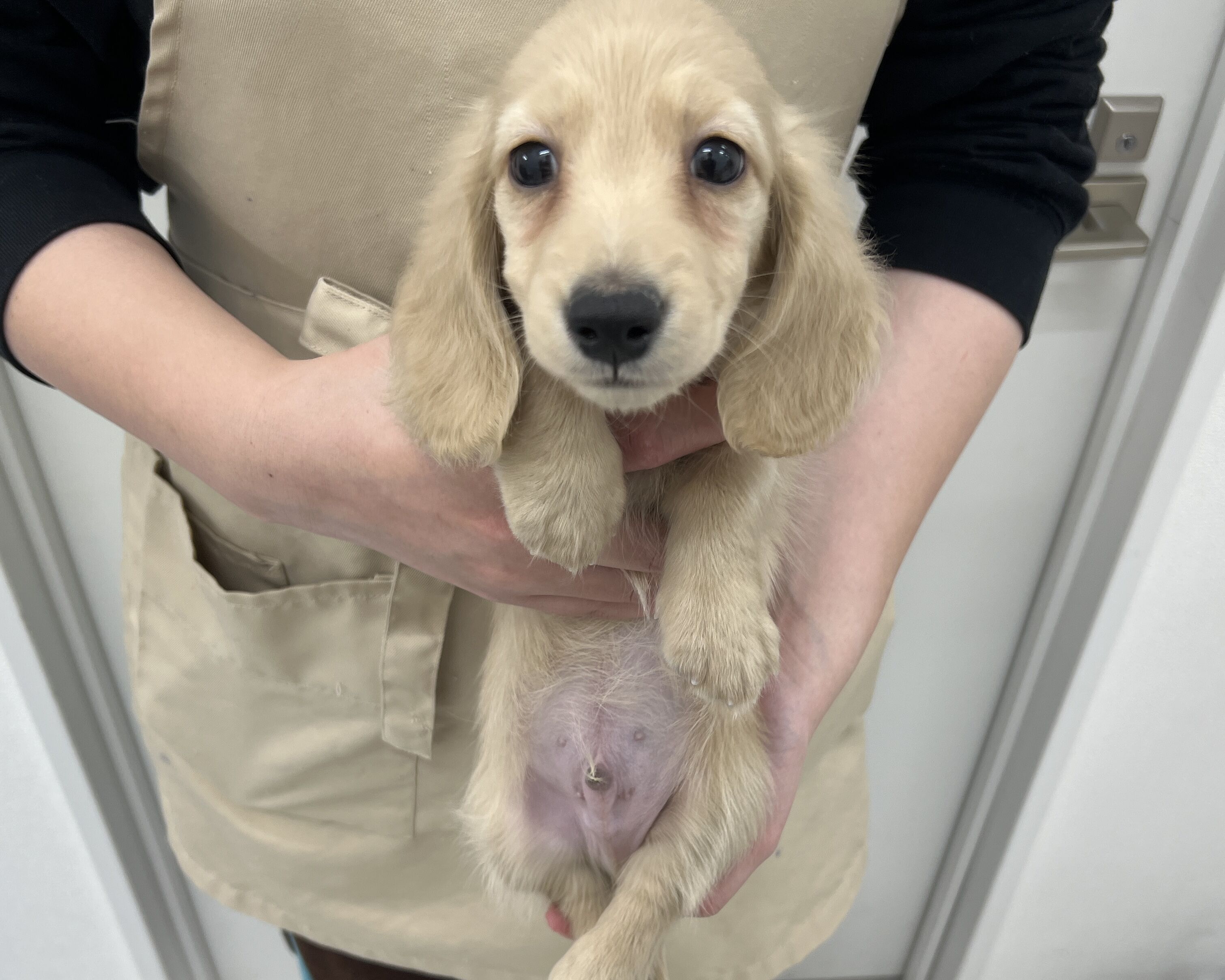 千葉県のカニンヘンダックスフンド(ロング) (かねだい千葉店/2025年11月3日生まれ/男の子/イエロー)の子犬の1枚目の画像