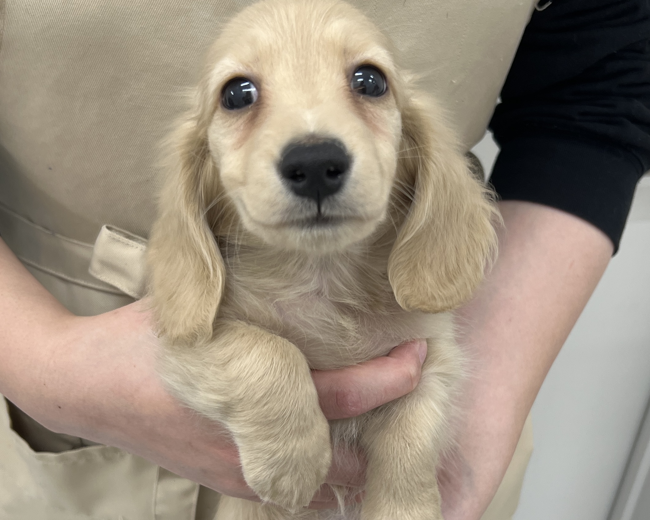 千葉県のカニンヘンダックスフンド(ロング) (かねだい千葉店/2025年11月3日生まれ/男の子/イエロー)の子犬の2枚目の画像