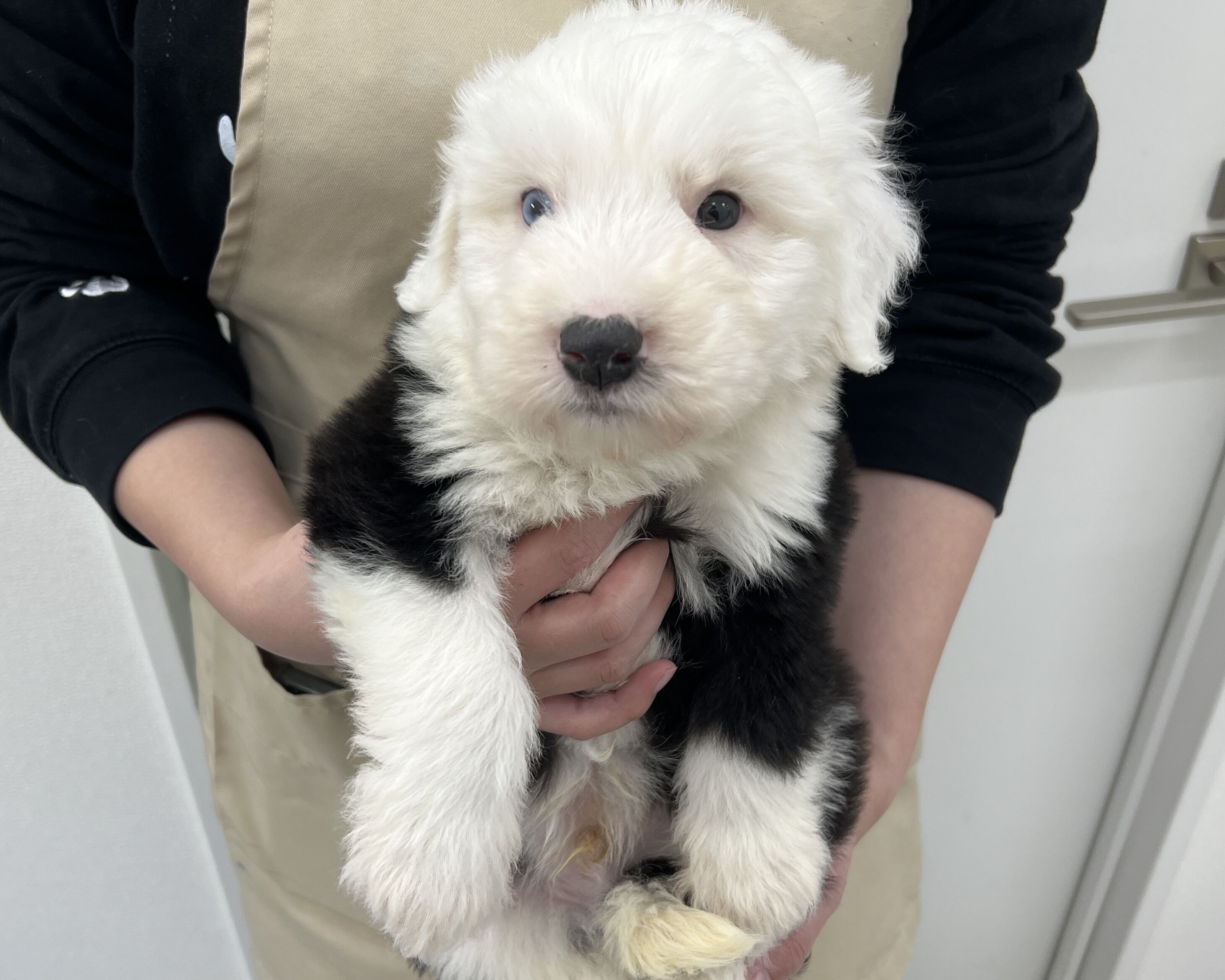 千葉県のオールドイングリッシュシープドッグ (かねだい千葉店/2025年11月8日生まれ/男の子/グレーホワイト)の子犬の1枚目の画像