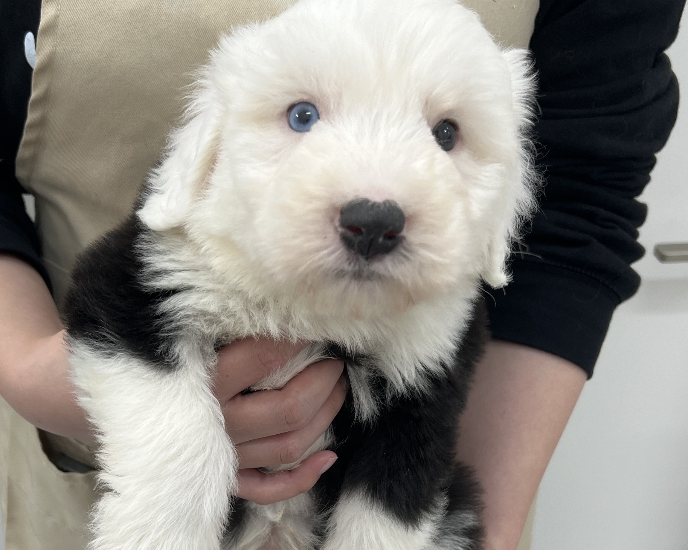 千葉県のオールドイングリッシュシープドッグ (かねだい千葉店/2025年11月8日生まれ/男の子/グレーホワイト)の子犬の2枚目の画像