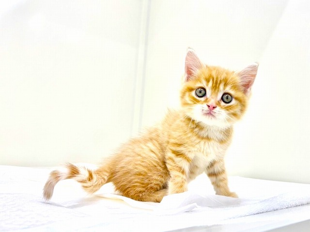 東京都のマンチカン (かねだい本町田店/2025年11月8日生まれ/男の子/レッドタビー)の子猫の4枚目の画像