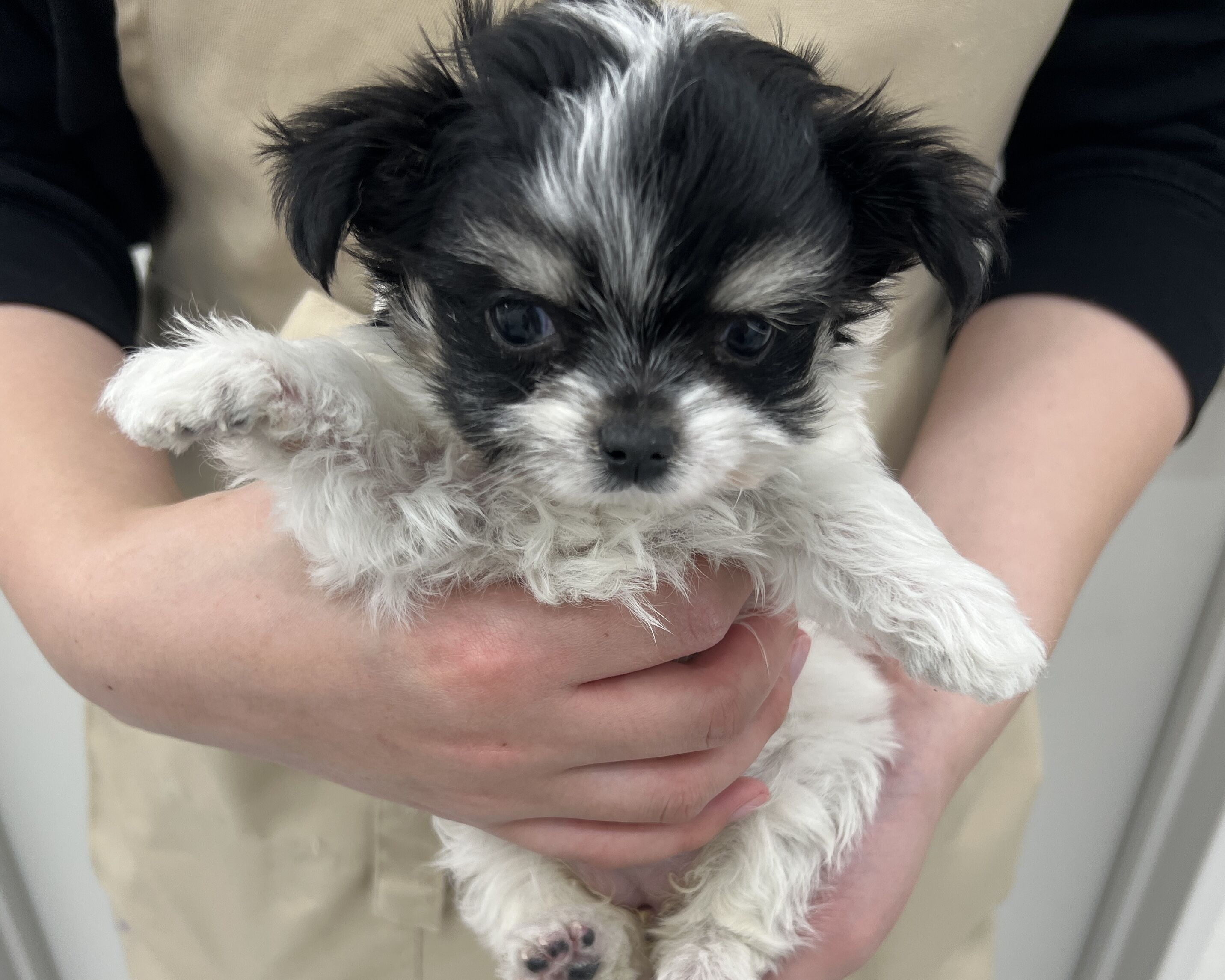 千葉県のチワマル/マルチワ(チワワ×マルチーズ) (かねだい千葉店/2025年11月7日生まれ/女の子/その他色)の子犬の1枚目の画像