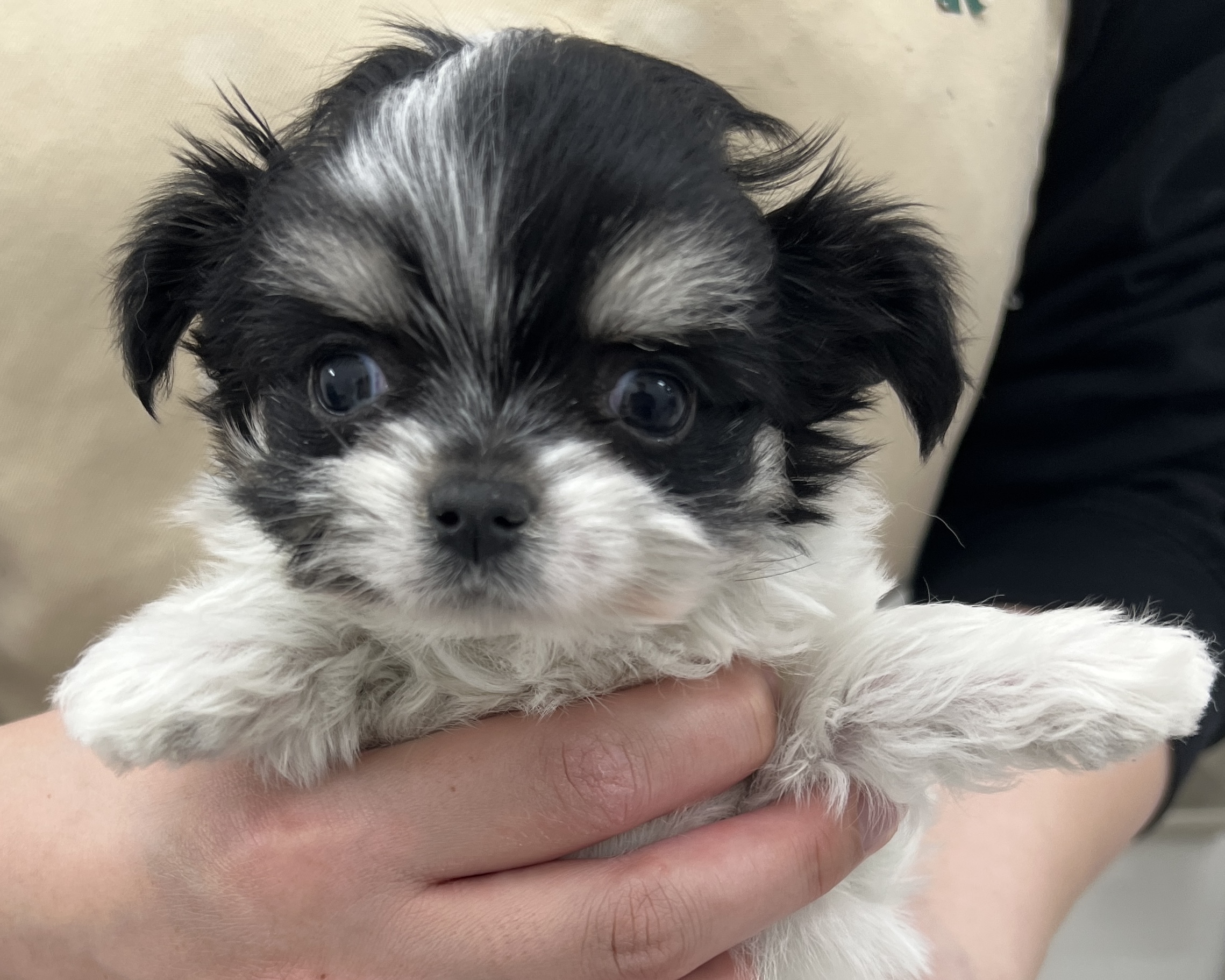 千葉県のチワマル/マルチワ(チワワ×マルチーズ) (かねだい千葉店/2025年11月7日生まれ/女の子/その他色)の子犬の2枚目の画像