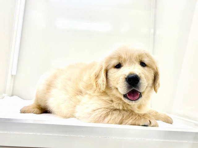 東京都のゴールデンレトリバー (かねだい本町田店/2025年11月7日生まれ/男の子/ゴールデン)の子犬の2枚目の画像