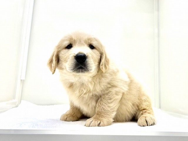 東京都のゴールデンレトリバー (かねだい本町田店/2025年11月7日生まれ/男の子/ゴールデン)の子犬の3枚目の画像