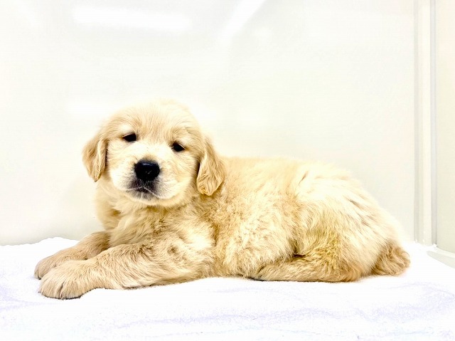 東京都のゴールデンレトリバー (かねだい本町田店/2025年11月7日生まれ/男の子/ゴールデン)の子犬の4枚目の画像