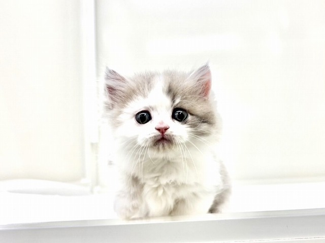 東京都のマンチカン (かねだい本町田店/2025年11月7日生まれ/男の子/ブルーホワイト)の子猫の2枚目の画像