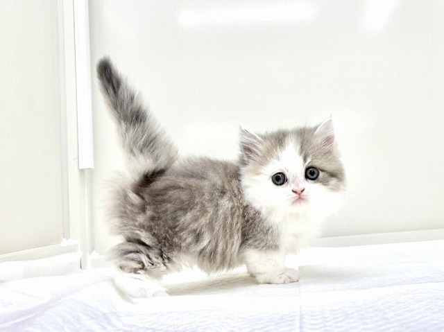 東京都のマンチカン (かねだい本町田店/2025年11月7日生まれ/男の子/ブルーホワイト)の子猫の3枚目の画像