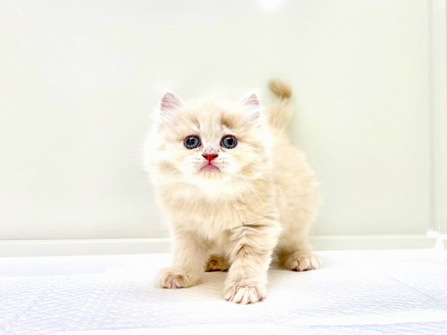 東京都のラガマフィン (かねだい本町田店/2025年11月8日生まれ/男の子/クリーム)の子猫の1枚目の画像
