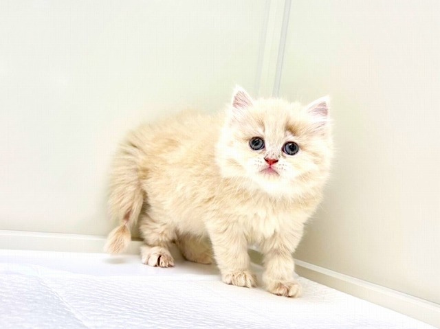 東京都のラガマフィン (かねだい本町田店/2025年11月8日生まれ/男の子/クリーム)の子猫の2枚目の画像