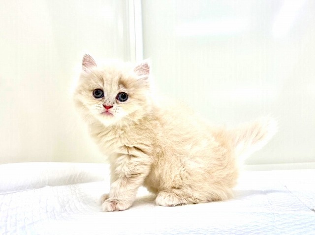 東京都のラガマフィン (かねだい本町田店/2025年11月8日生まれ/男の子/クリーム)の子猫の3枚目の画像