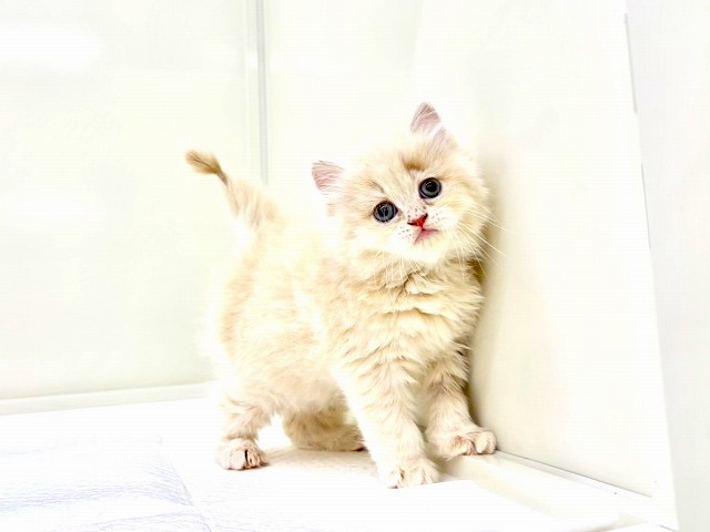 東京都のラガマフィン (かねだい本町田店/2025年11月8日生まれ/男の子/クリーム)の子猫の4枚目の画像