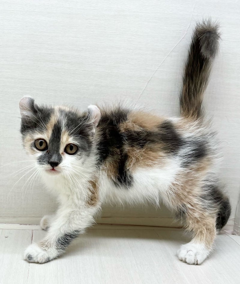 千葉県のブリティッシュショートヘア×アメリカンカール (かねだい八千代店/2025年10月23日生まれ/女の子/クリーム)の子猫の1枚目の画像