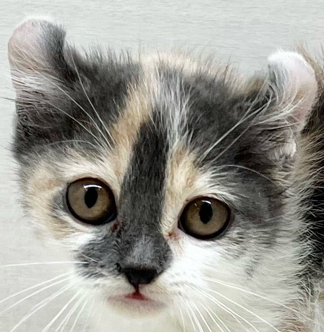 千葉県のブリティッシュショートヘア×アメリカンカール (かねだい八千代店/2025年10月23日生まれ/女の子/クリーム)の子猫の2枚目の画像