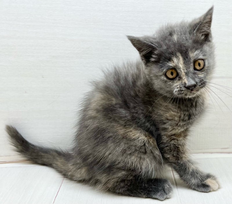 千葉県のブリティッシュショートヘア×アメリカンカール (かねだい八千代店/2025年10月23日生まれ/女の子/クリーム)の子猫の1枚目の画像