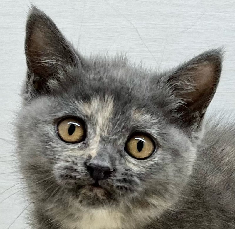 千葉県のブリティッシュショートヘア×アメリカンカール (かねだい八千代店/2025年10月23日生まれ/女の子/クリーム)の子猫の2枚目の画像