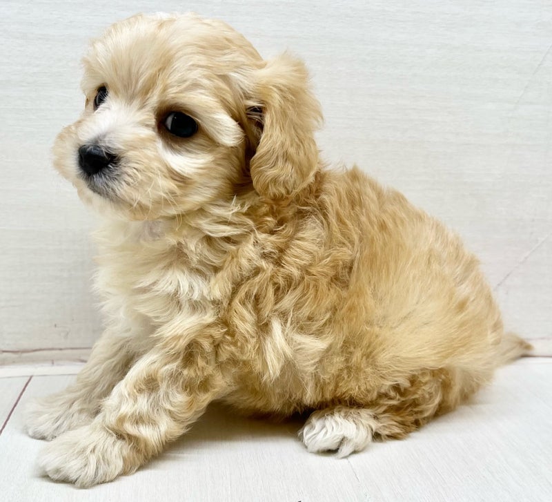 千葉県のマルプー(マルチーズ×プードル) (かねだい八千代店/2025年11月9日生まれ/男の子/ホワイト)の子犬の1枚目の画像