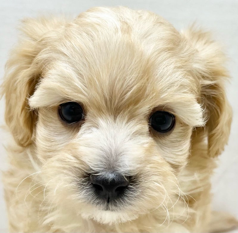 千葉県のマルプー(マルチーズ×プードル) (かねだい八千代店/2025年11月9日生まれ/男の子/ホワイト)の子犬の2枚目の画像