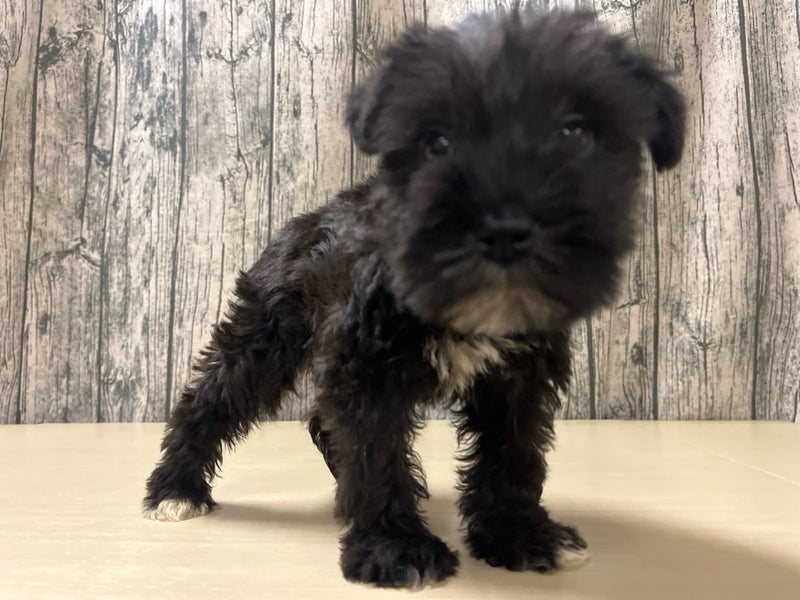 埼玉県のミニチュアシュナウザー (かねだいアクアパーク店/2025年11月8日生まれ/女の子/ブラック)の子犬