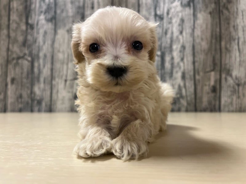 埼玉県のマルプー(マルチーズ×プードル) (かねだいアクアパーク店/2025年11月8日生まれ/女の子/クリーム)の子犬