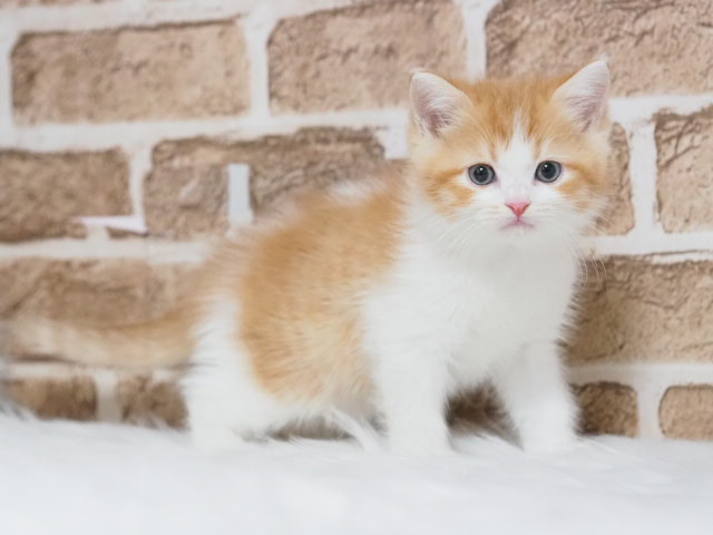 Munchkin (male) (Toda store)