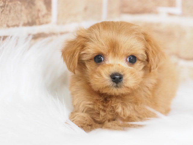 埼玉県のマルプー(マルチーズ×プードル) (かねだい戸田店/2025年11月7日生まれ/男の子/クリーム)の子犬