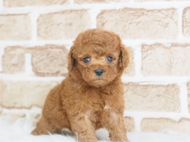 埼玉県のトイプードル(トイ) (かねだい戸田店/2025年11月8日生まれ/女の子/レッド)の子犬