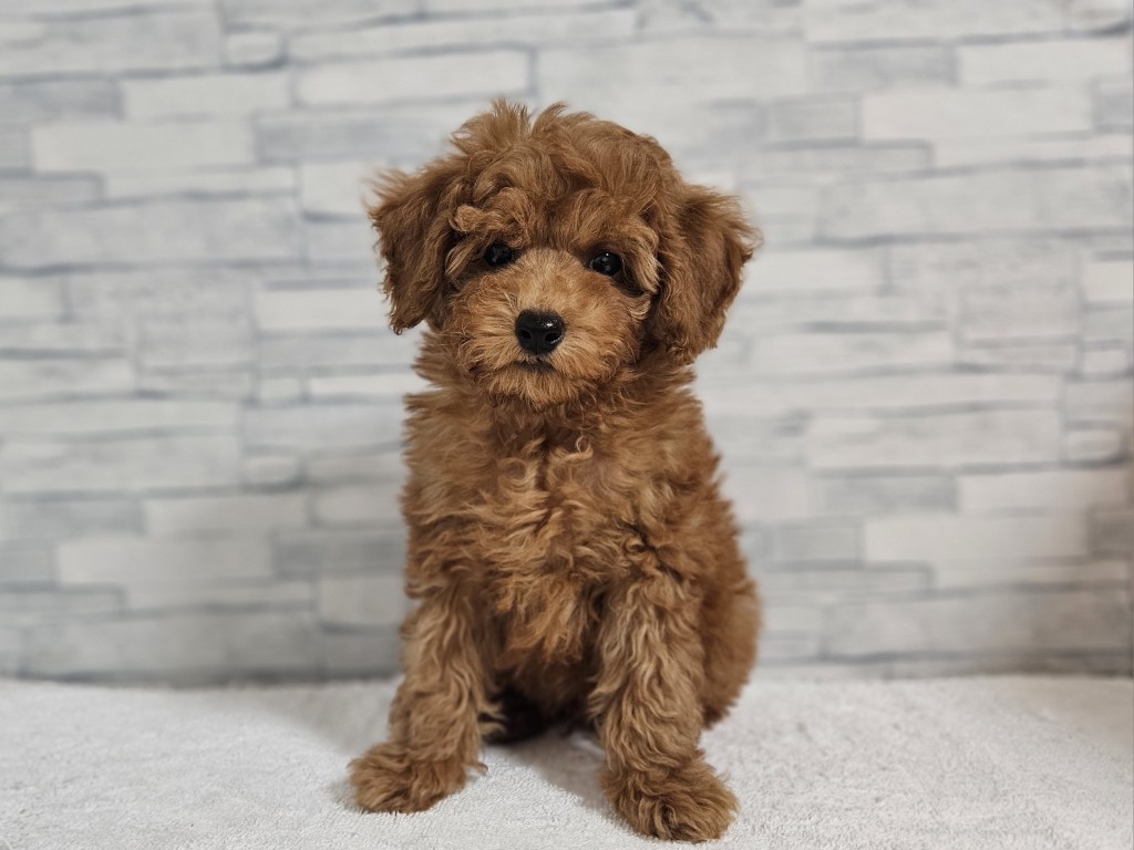 神奈川県のトイプードル(トイ) (かねだいペットトライアル相模原/2025年11月3日生まれ/男の子/レッド)の子犬の1枚目の画像