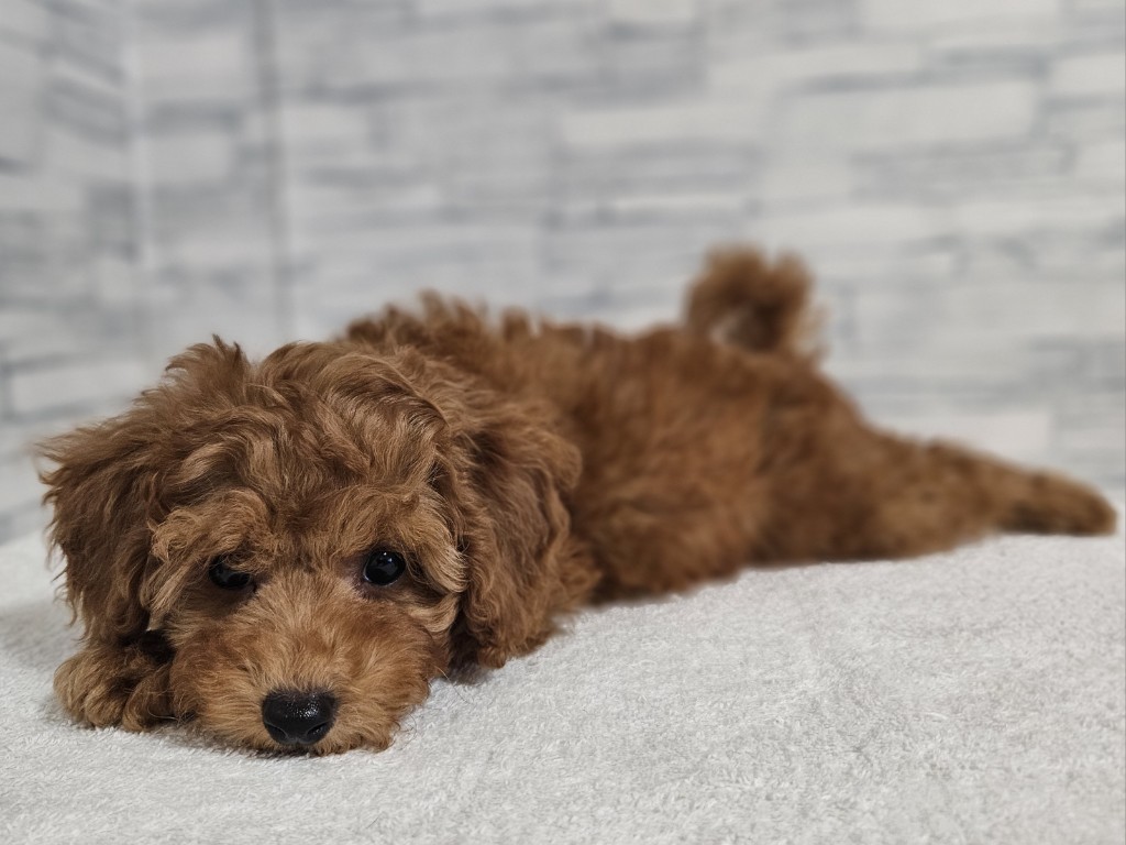 神奈川県のトイプードル(トイ) (かねだいペットトライアル相模原/2025年11月3日生まれ/男の子/レッド)の子犬の2枚目の画像