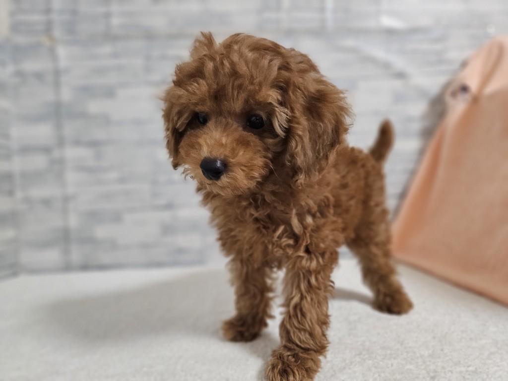 神奈川県のトイプードル(トイ) (かねだいペットトライアル相模原/2025年11月3日生まれ/男の子/レッド)の子犬の3枚目の画像