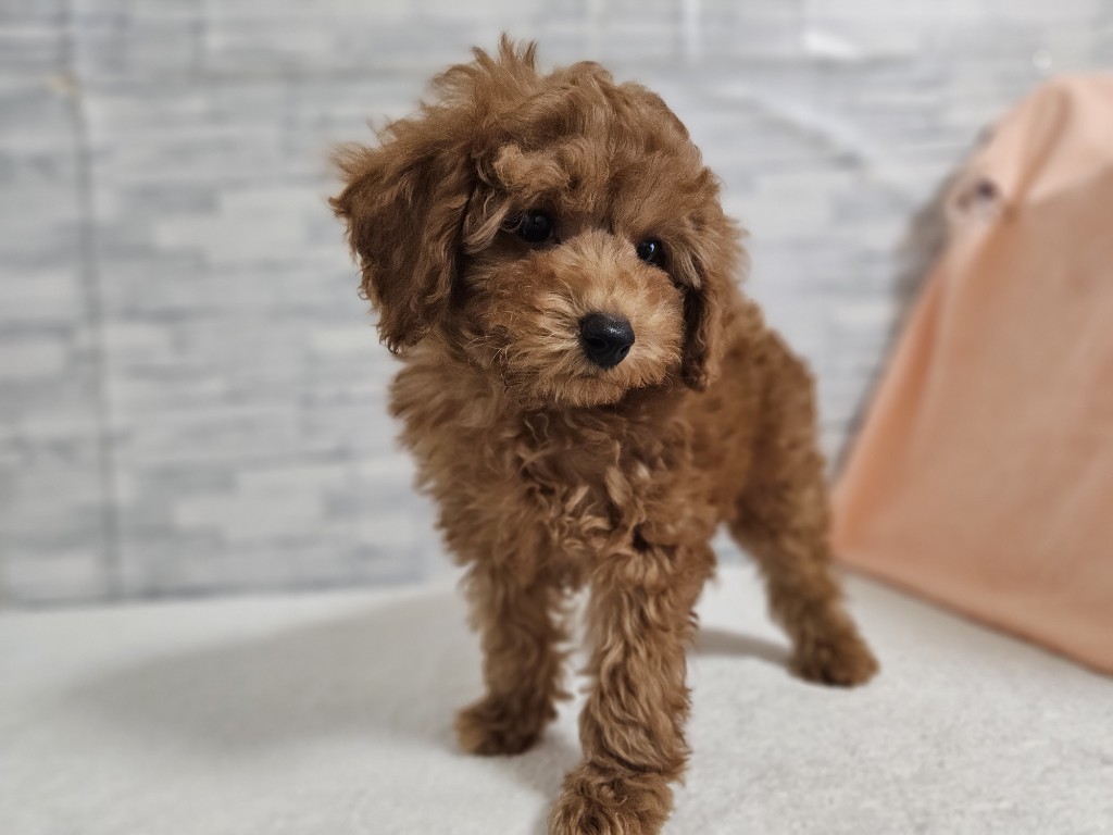 神奈川県のトイプードル(トイ) (かねだいペットトライアル相模原/2025年11月3日生まれ/男の子/レッド)の子犬の4枚目の画像