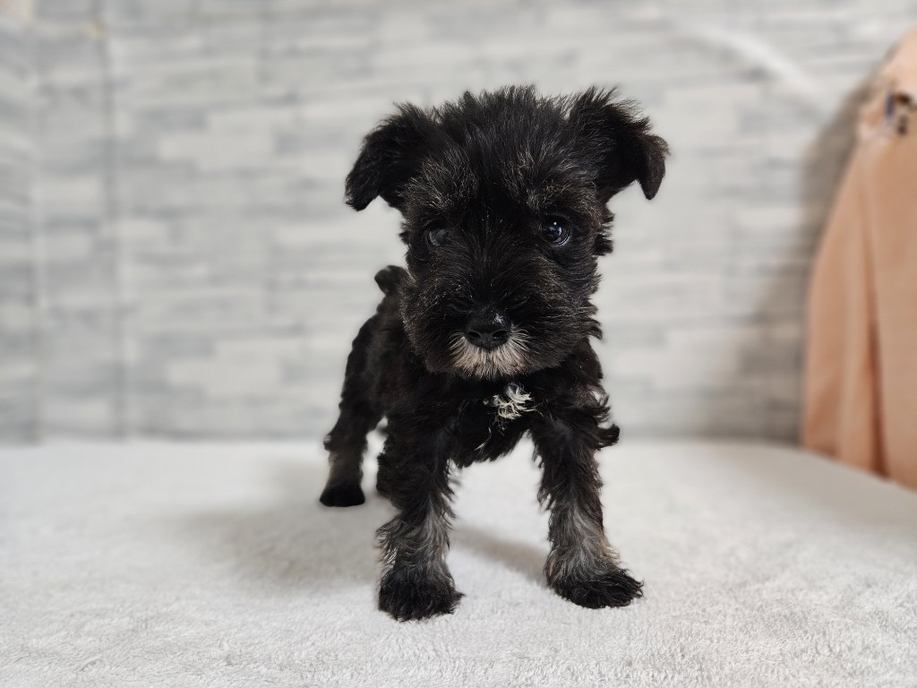 神奈川県のミニチュアシュナウザー (かねだいペットトライアル相模原/2025年11月9日生まれ/男の子/ソルトペッパー)の子犬の1枚目の画像